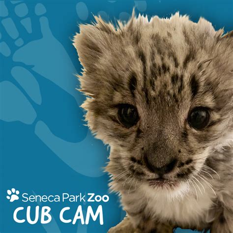 seneca park zoo|seneca park zoo live cam.